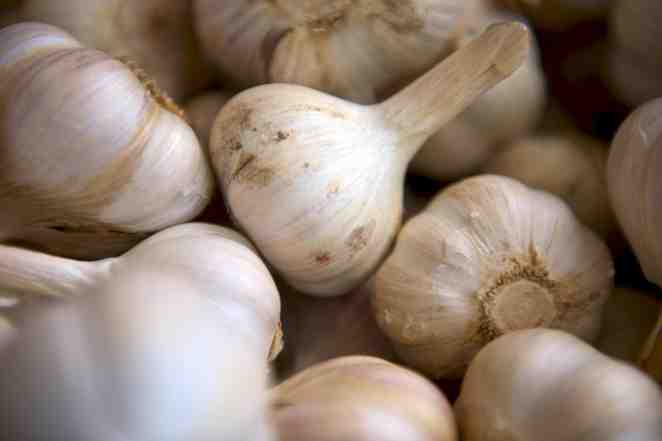 How Garlic Can Fight and Cure Ear Infections
